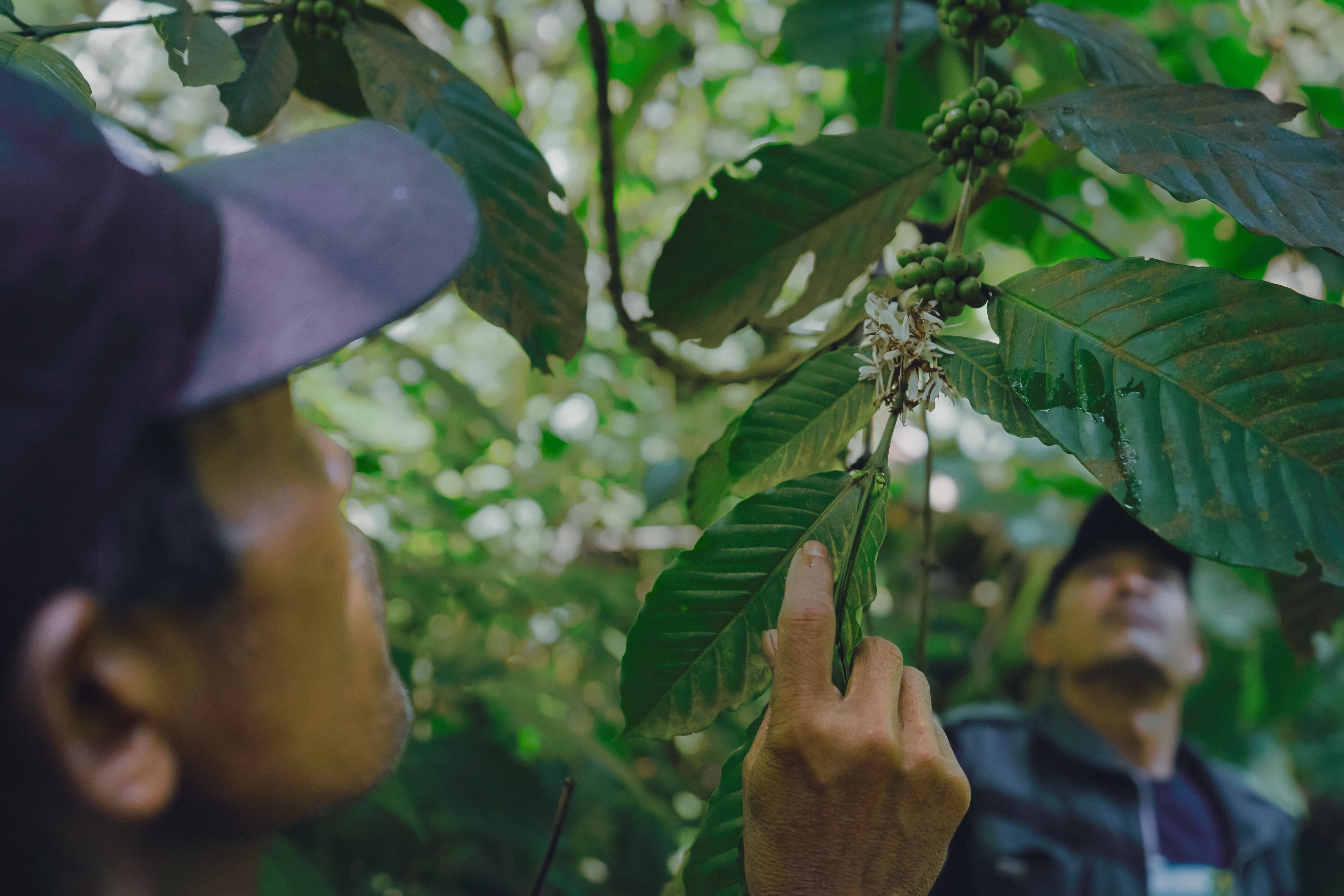 Pohon kopi